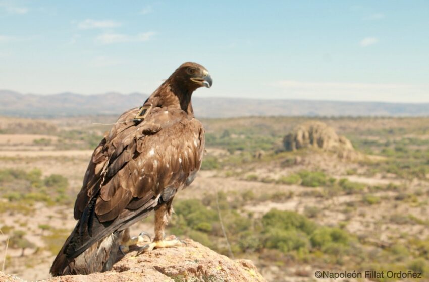  LLEGARÁN DOS ESPECIES DE ÁGUILA REAL AL EDOMEX