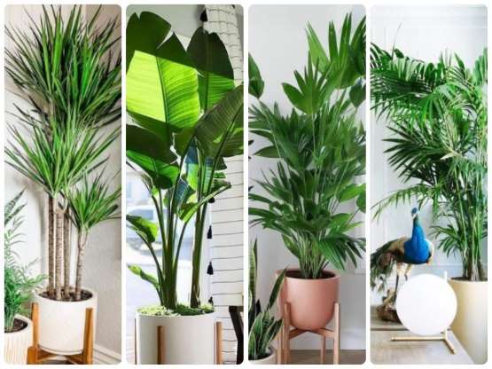  PALMAS DE INTERIOR QUE PUEDES TENER EN MACETA PARA DARLE UNA VIBRA TROPICAL A TU CASA