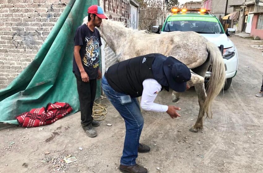  RESCATAN A YEGUA EMBARAZADA Y ENFERMA UTILIZADA PARA RECOLECCIÓN DE TONELADAS DE BASURA