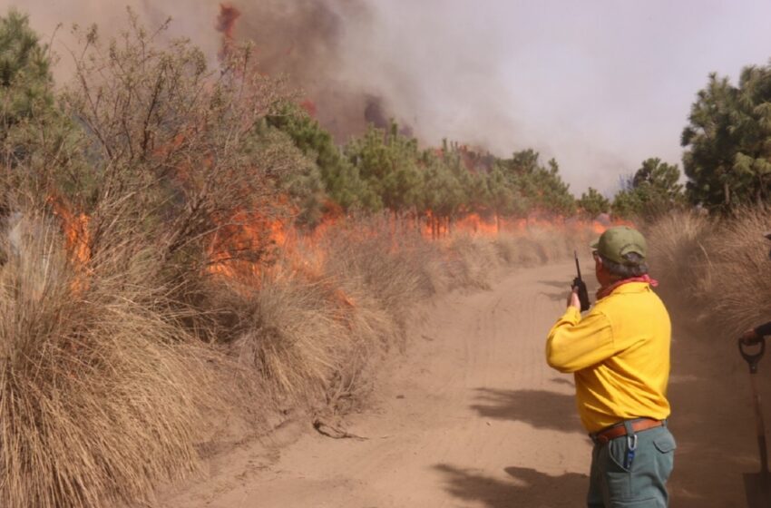  ATIENDE PROBOSQUE 447 INCENDIOS EN LO QUE VA DE 2021