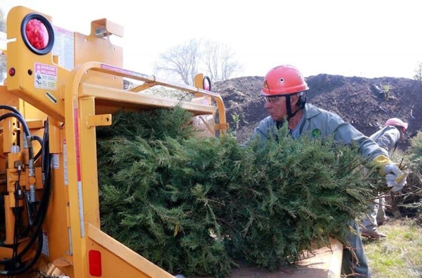  ÁRBOLES RECOLECTADOS EN NAVIDAD SE CONVERTIRÁN EN ABONO PARA NUEVOS EJEMPLARES