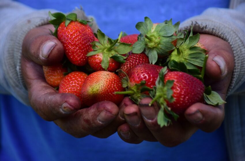  PRODUCE EDOMÉX CASI 8 MIL TONELADAS DE FRESA AL AÑO