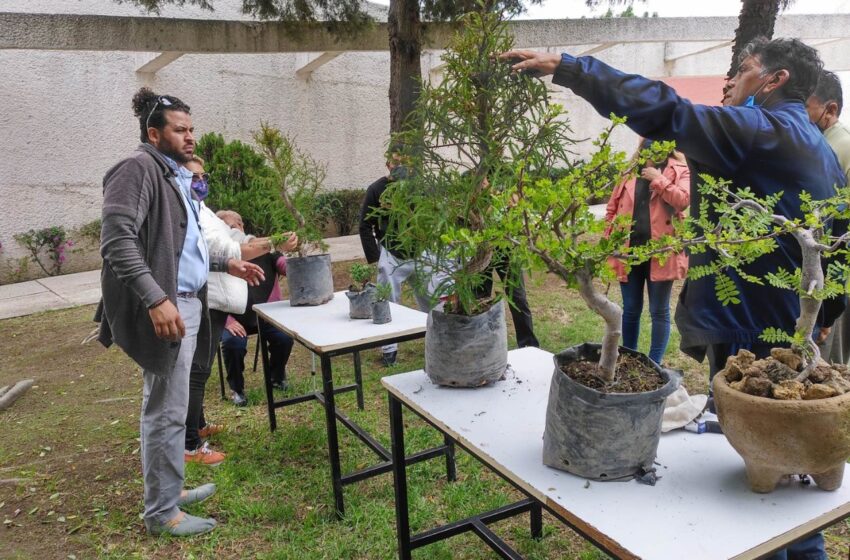  REALIZA CENTRO REGIONAL DE CULTURA DE NEPANTLA PRIMERA EXPOSICIÓN DE BONSÁIS