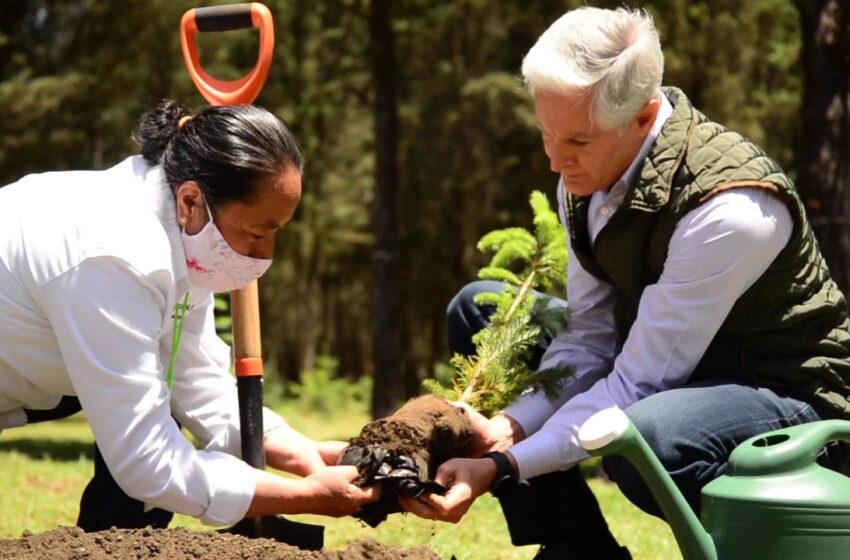  VIVEROS MEXIQUENSES PERMITEN QUE MASA FORESTAL DEL EDOMÉX CREZCA: ALFREDO DEL MAZO