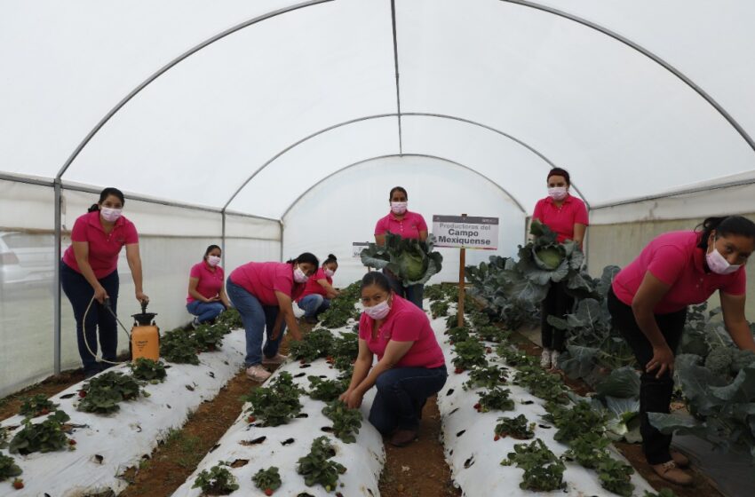  INCENTIVAN PRODUCCIÓN AGROPECUARIA CON ASOCIACIONES LOCALES DEL EDOMÉX