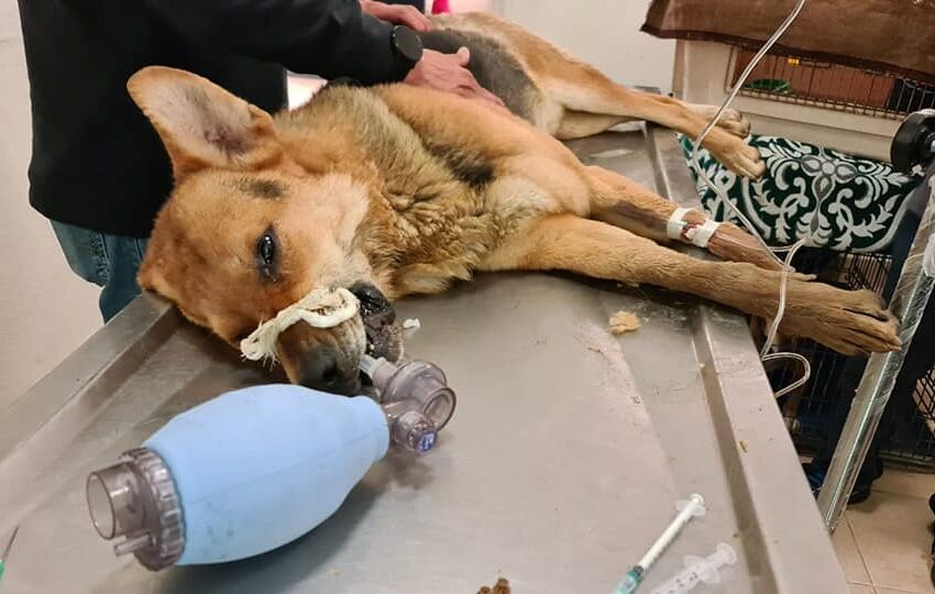  ENVENENAN A SIETE PERROS EN FRACCIONAMIENTO GALAXIAS