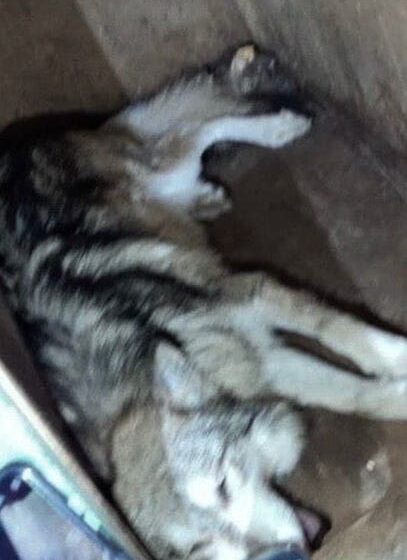  CAPTURAN AL LOBO GRIS QUE ESCAPÓ EN TENANCINGO