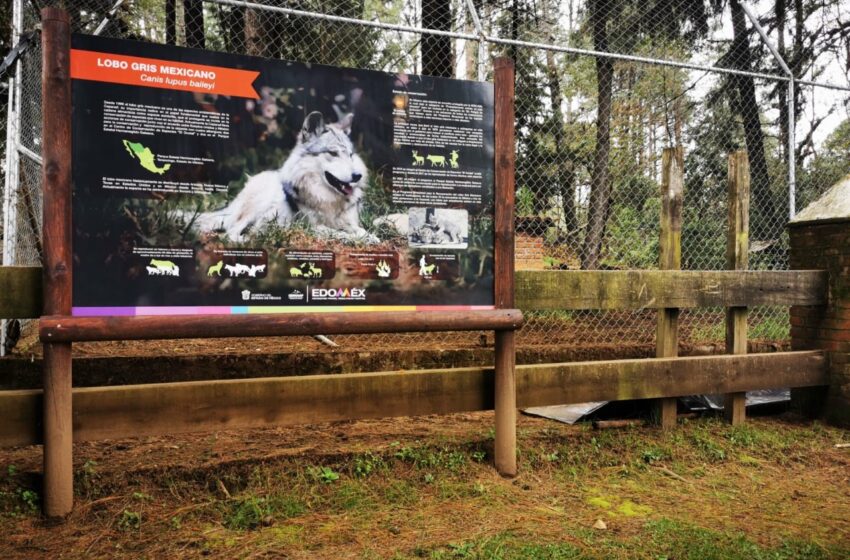  EN TENANCINGO SE ESCAPA LOBO GRIS MEXICANO DE ALBERGUE PROVISIONAL