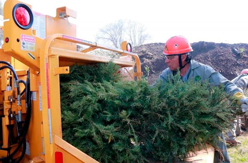  ESTOS SON LOS LUGARES A LOS QUE PUEDES LLEVAR TU ARBOLITO DE NAVIDAD