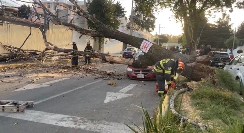  ENORME ÁRBOL CAE SOBRE DOS AUTOS Y UNA CASA EN LA COLONIA UNIVERSIDAD
