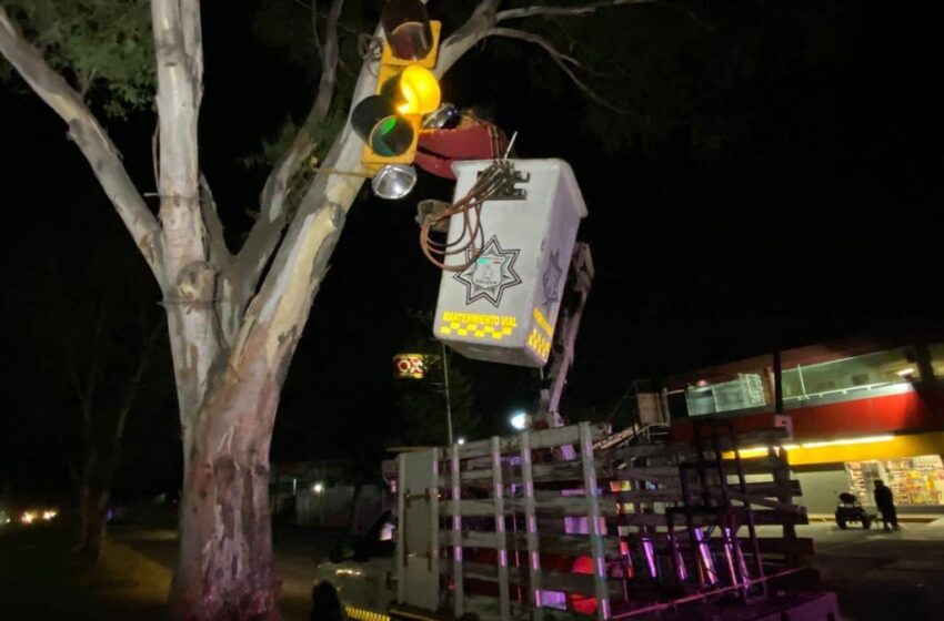  EN TOLUCA ÁRBOL ES UTILIZADO COMO POSTE DE UN SEMÁFORO