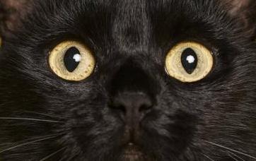  EL PACTO DEL GATO CON EL DIABLO