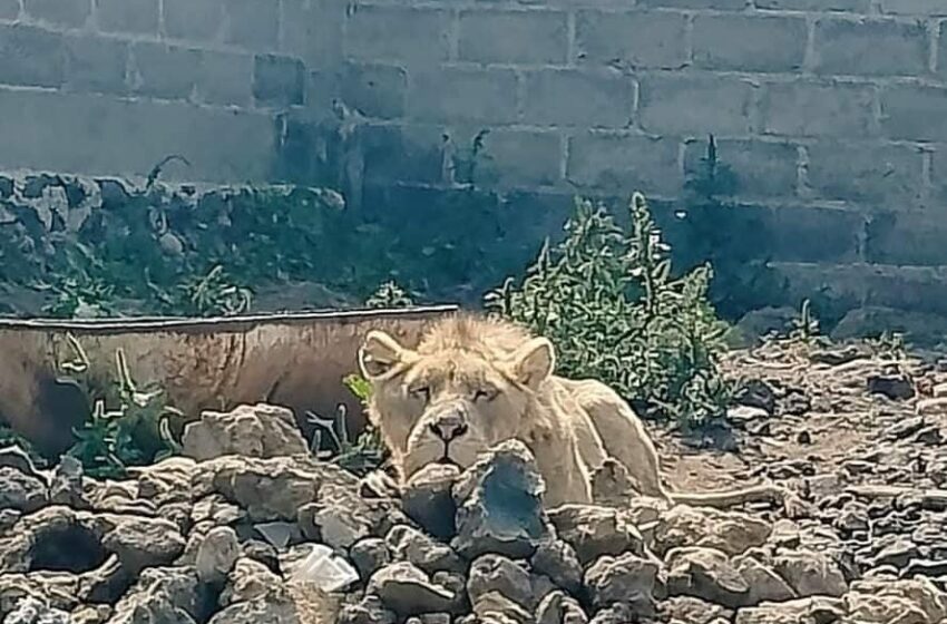 ENCUENTRAN UN LEÓN EN INMUEBLE DE CHALCO