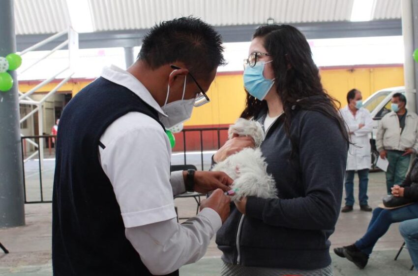  SI LOS QUIERES VACÚNALOS Y PROTÉGELOS CONTRA LA RABIA