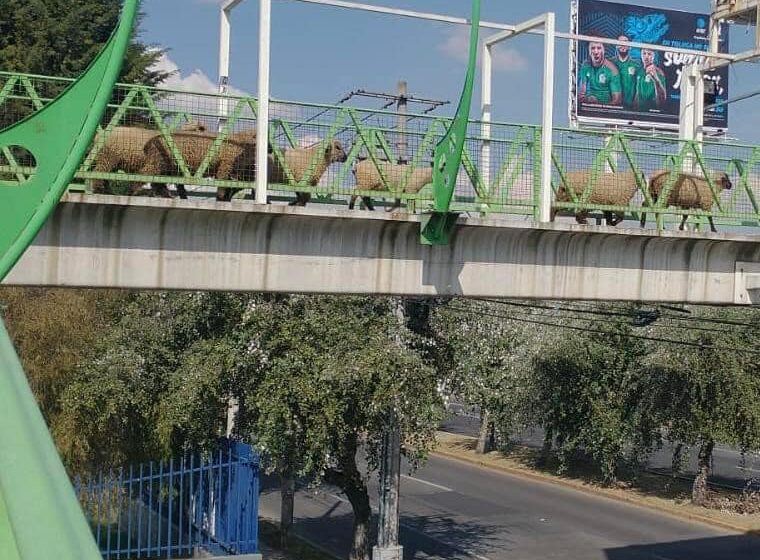  EN TOTAL ORDEN CRUZAN OVEJAS PUENTE DE AVENIDA TECNOLÓGICO