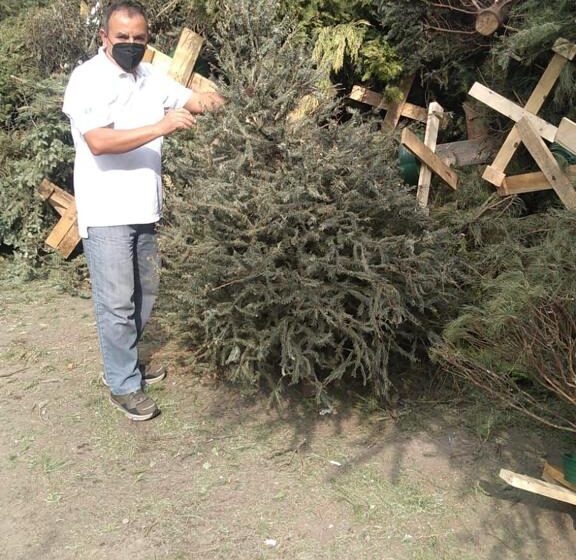  EN  METEPEC 20 CENTROS DE ACOPIO DONDE PUEDES LLEVAR TU ÁRBOL DE NAVIDAD NATURAL