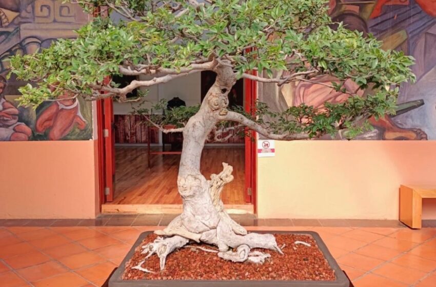  BONSÁIS ARTE DE LA VIDA EN MINIATURA