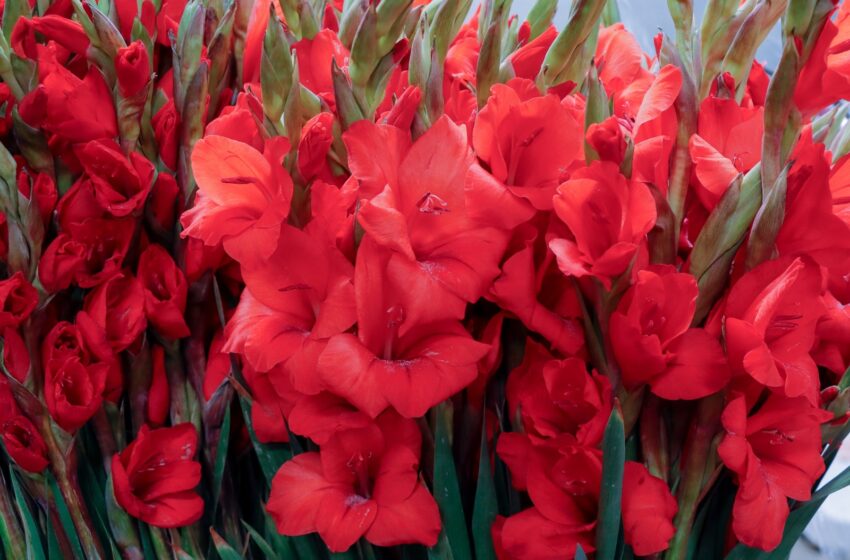  ESTÁN LISTOS FLORICULTORES MEXIQUENSES PARA EL DÍA DE LAS MADRES