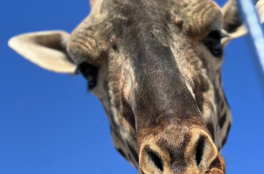  LA JIRAFA BENITO A PUNTO DE LLEGAR A  SU NUEVO HOGAR EN AFRICAM SAFARI