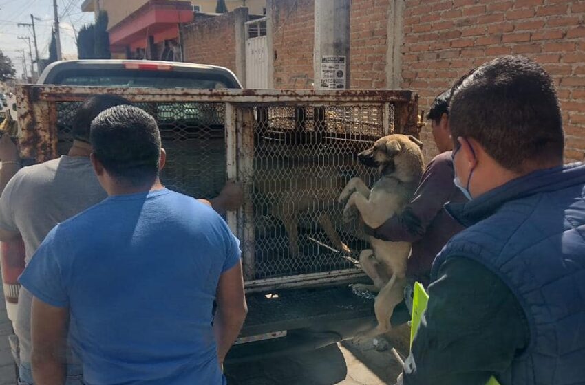  CANES QUE AGREDIERON A JÓVENES EN SAN MIGUEL TOTOCUITLAPILCO FUERON RESGUARDADOS BAJO LAS NORMAS OFICIALES