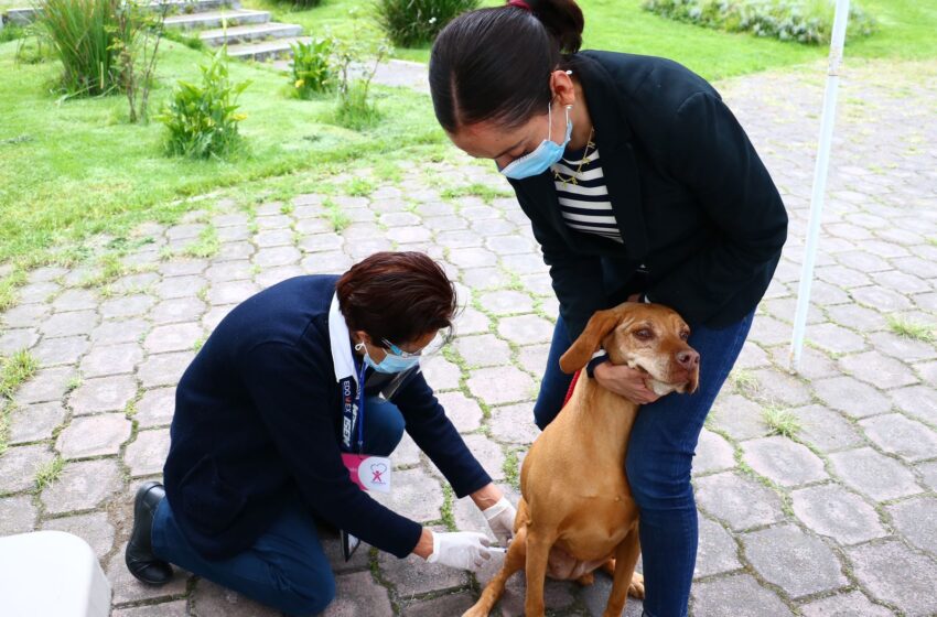  Inicia Jornada Nacional de Vacunación Antirrábica Canina y Felina 2024 en el Estado de México