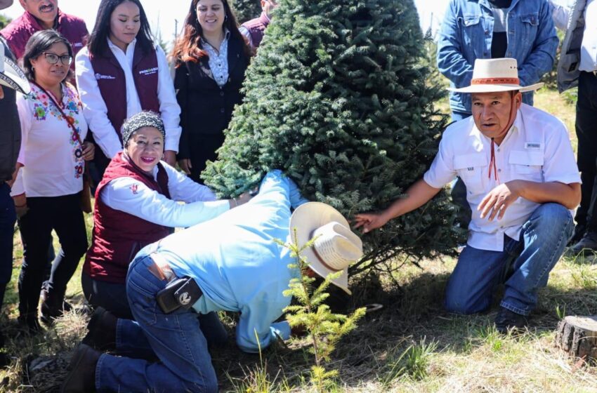 CORTAN PRIMER ÁRBOL DE TEMPORADA NAVIDEÑA EN EL EDOMÉX
