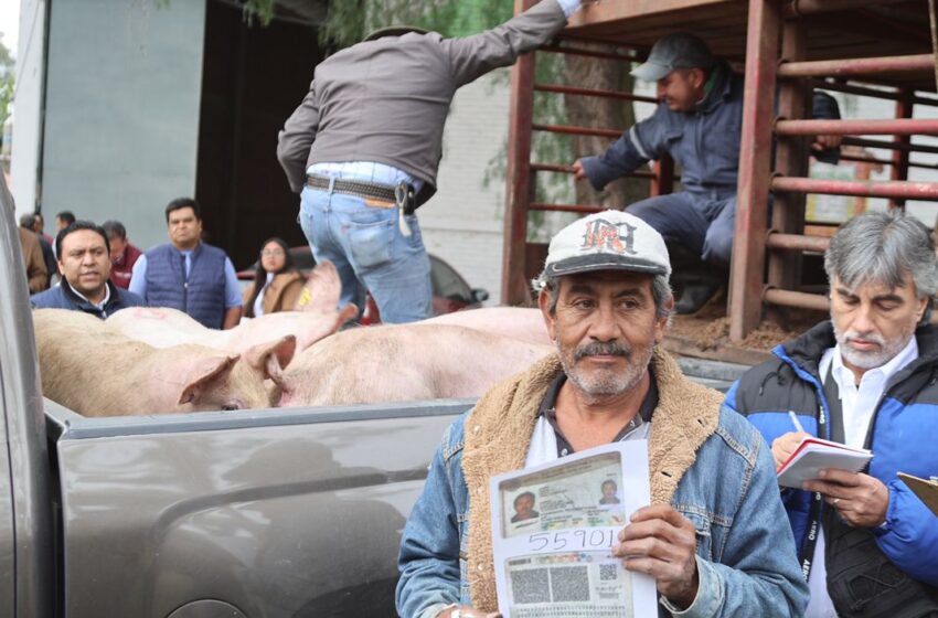  INICIA ENTREGA DE HEMBRAS PORCINAS PARA REPRODUCCIÓN Y REVITALIZAR LA PORCICULTURA DE TRASPATIO