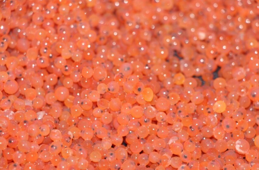  EDOMÉX SE PONE TRUCHA Y ENTREGA 14 MIL HUEVOS DE PEZ ARCOÍRIS A PRODUCTORES