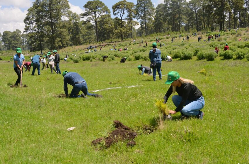  RESTAURAN MÁS DE 250 HECTÁREAS PARA REVERTIR DESERTIFICACIÓN EN ÁREAS NATURALES PROTEGIDAS