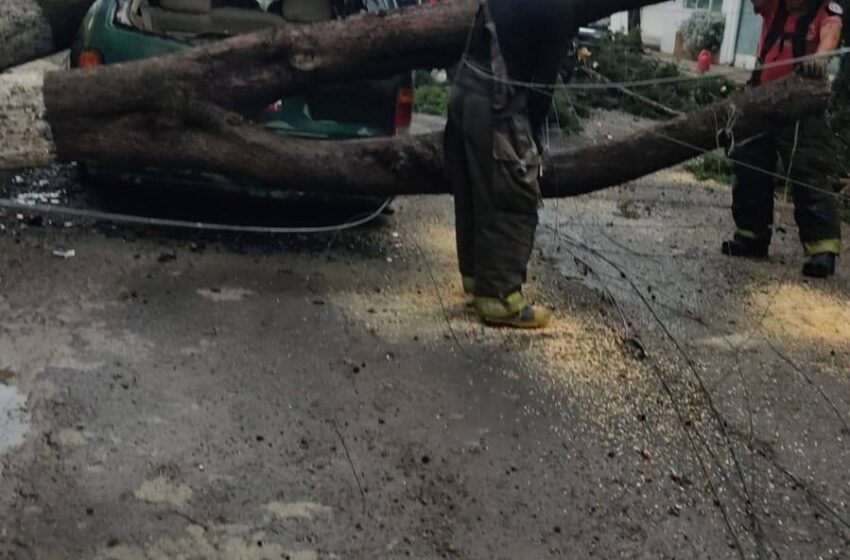  CAEN ÁRBOLES Y SE REGISTRAN ENCHARCAMIENTOS EN LA ZONA PONIENTE DE TOLUCA