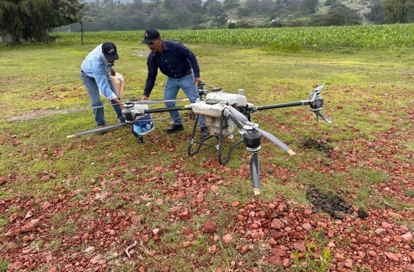  Drones al rescate del maíz: SeCampo combate plaga en cultivos de Acambay