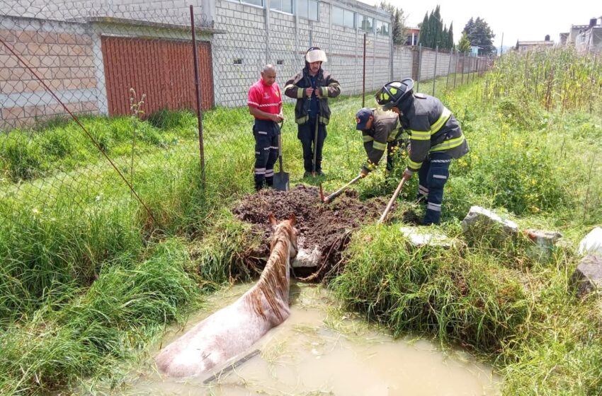  Rescatan a caballo que cayó a una zanja