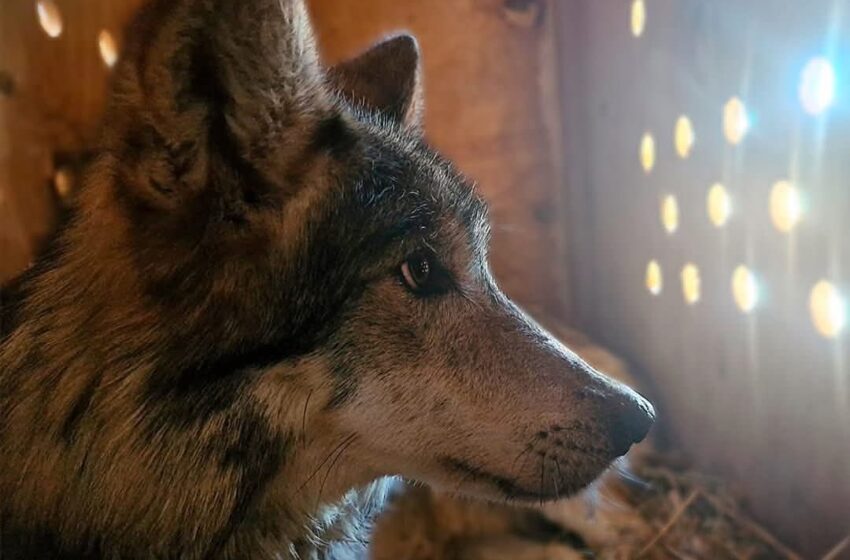  TRASLADAN LOBOS GRISES DEL EDOMEX a CENTRO DE CONSERVACIÓN DE ESPECIES EN COAHUILA 
