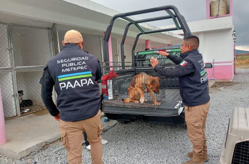  🐾 Rescatan a tres perritos en condiciones de maltrato