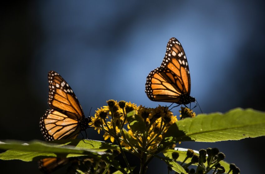  Vive el avistamiento de la Mariposa Monarca en bosques mexiquenses