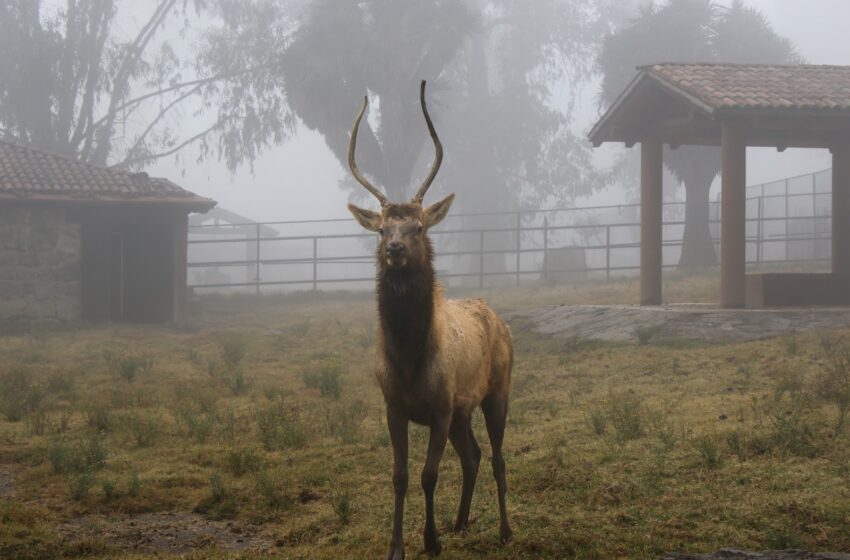  Invierno sin riesgos: animales de Zacango reciben dieta especial y cuidados extra
