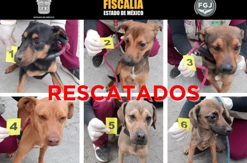  Rescatan a seis perritos en posible caso de maltrato animal en Ixtapaluca