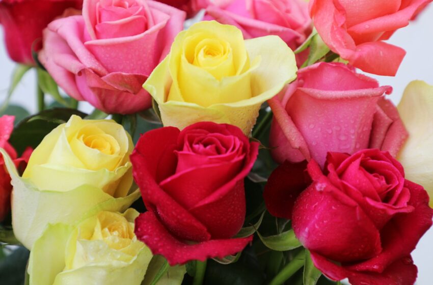  El amor florece en el Edoméx: 8 de cada 10 rosas que regalarás este 14 de febrero son mexiquenses