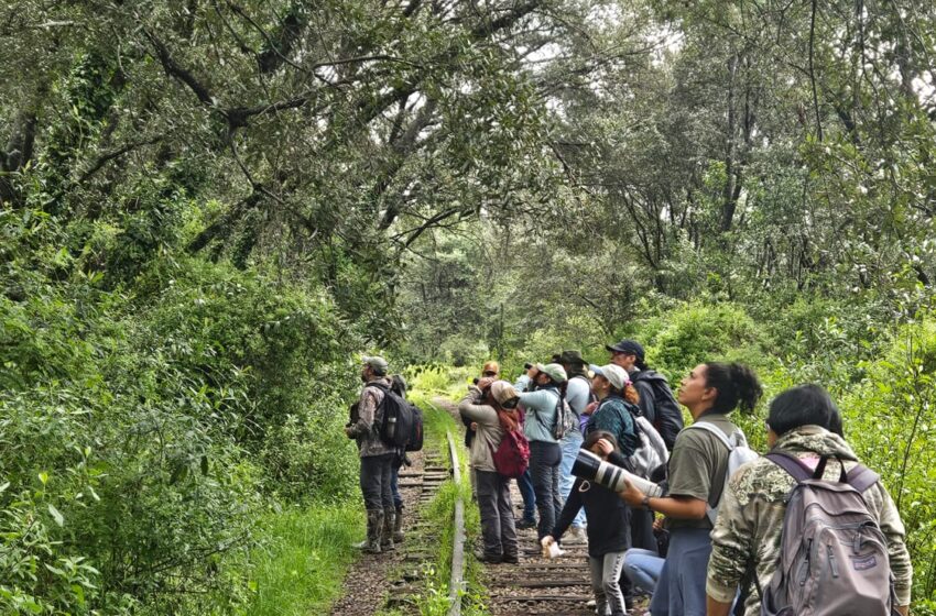  ¡Conoce las aves que habitan en el Valle de Toluca! Únete al avistamiento en el Parque Matlazincas