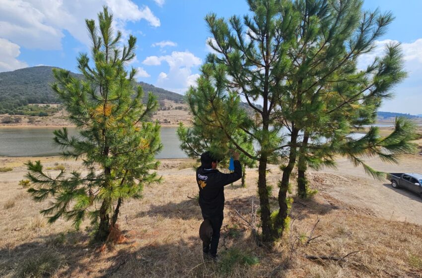  Detectan gusano barrenador en Atlacomulco; suman 165 casos en el Estado de México y refuerzan control sanitario