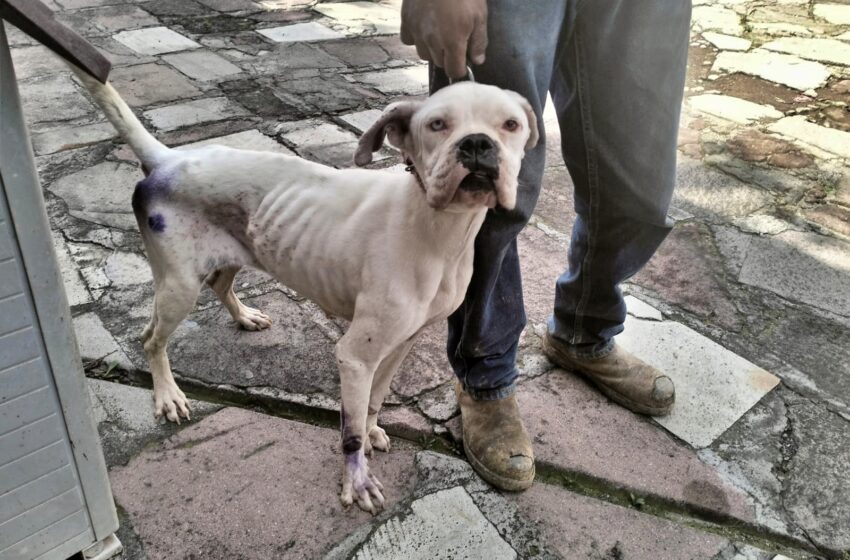  Maltrato animal en Edoméx se castiga con multas de hasta 35 mil pesos y arresto para agresores