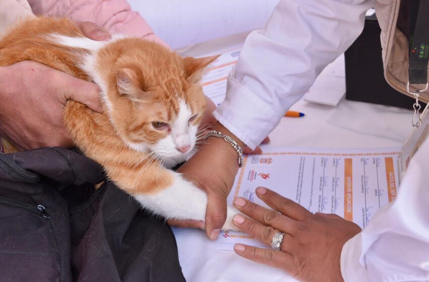  EdoMéx impulsa registro único para mascotas