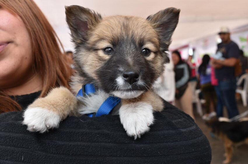  ¿Todavía no esterilizas a tu lomito o michi? Aprovecha la jornada gratuita que el Gobierno del EdoMéx realizará en Calimaya