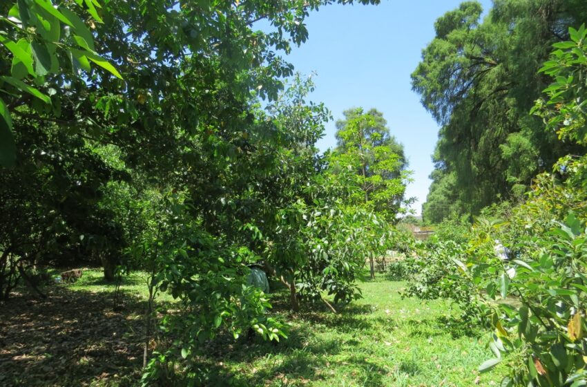  Apuesta EdoMéx por sistemas productivos sustentables como uso de árboles y arbustos forrajeros para proteger bosques tropicales del sur