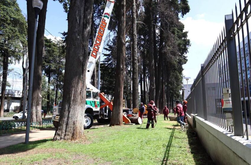  RETIRO DE ÁRBOLES EN PASEO COLÓN ABRE DEBATE ENTRE SEGURIDAD Y CONSERVACIÓN AMBIENTAL