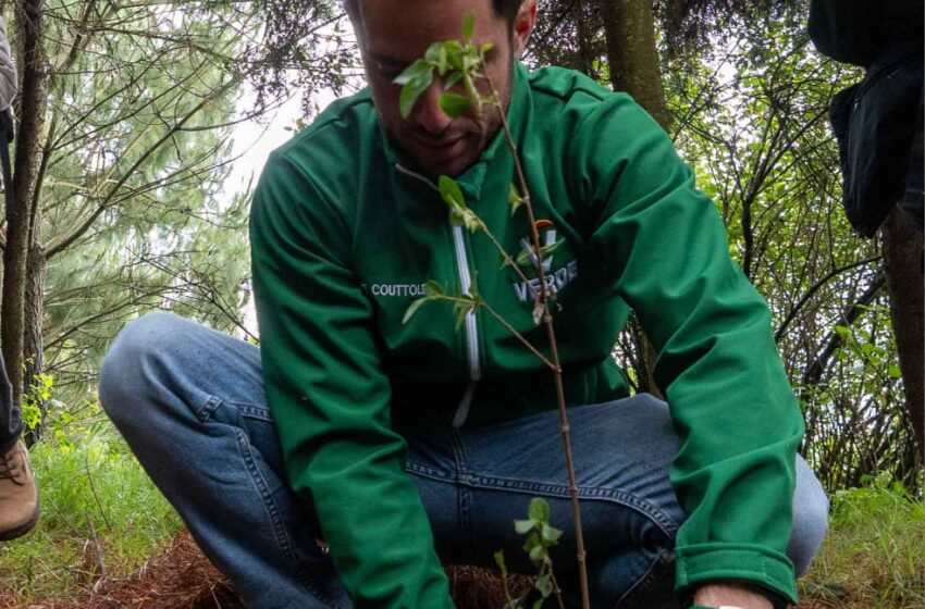  Buscará PVEM superar su meta anual de 250 mil árboles con la gira «Un Voto, Un árbol»