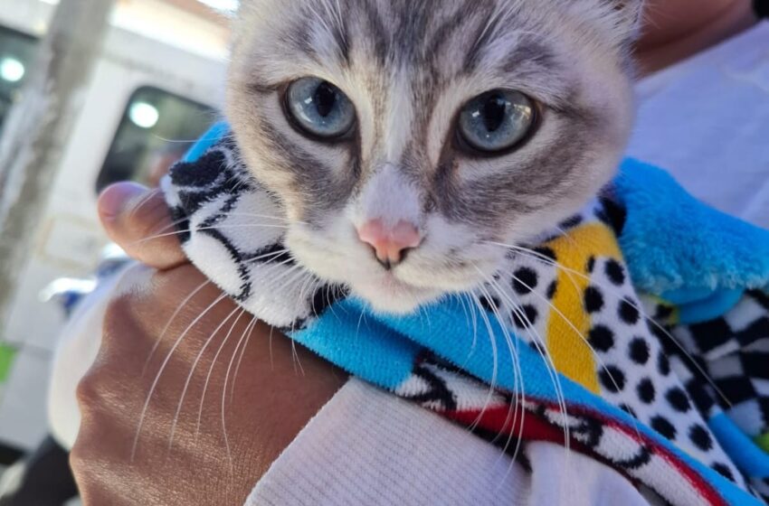  Mantiene CCyBA Toluca servicios de vacunación y esterilización en vacaciones