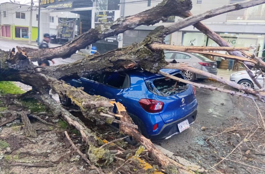  LLUVIAS Y FUERTES VIENTOS DERRIBAN ÁRBOLES EN TOLUCA