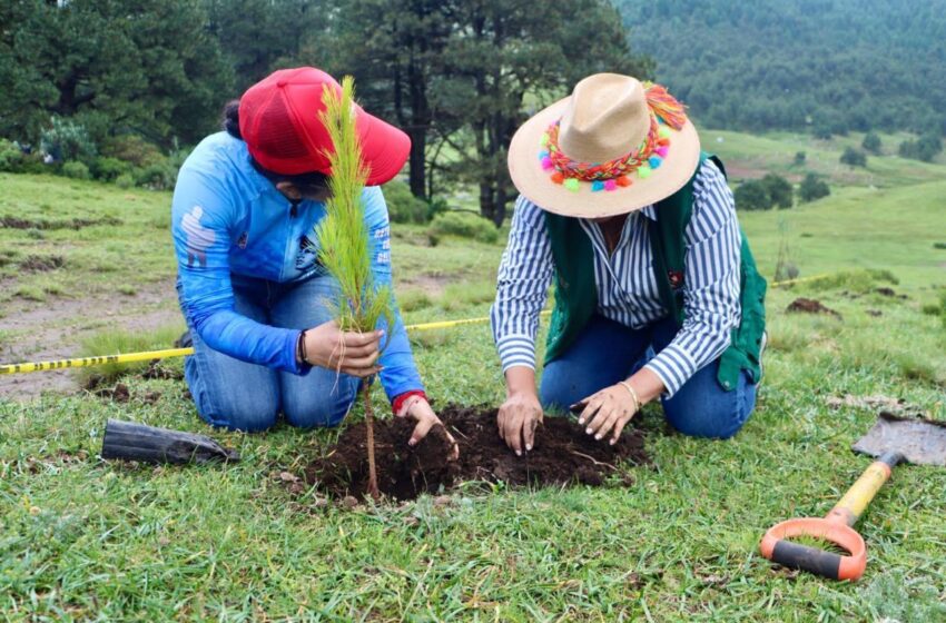  EL EDOMEX SE PONE VERDE! ESTE DOMINGO HABRÁ REFORESTACIÓN EN LOS 125 MUNICIPIOS