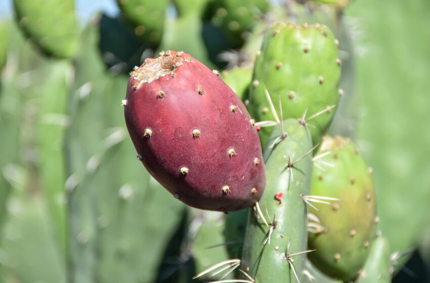  EDOMEX LIDERA PRODUCCIÓN NACIONAL DE TUNA